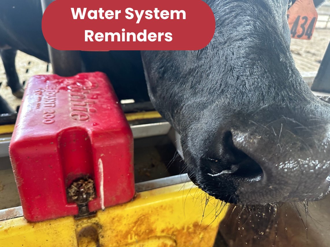 As temperatures increase, water systems need checked regularly to ensure daily requirements are being met by cattle. Make sure water systems are accessible, plentiful, and clean with the ability to keep up with refill demands. Remember to check systems before moving herds!