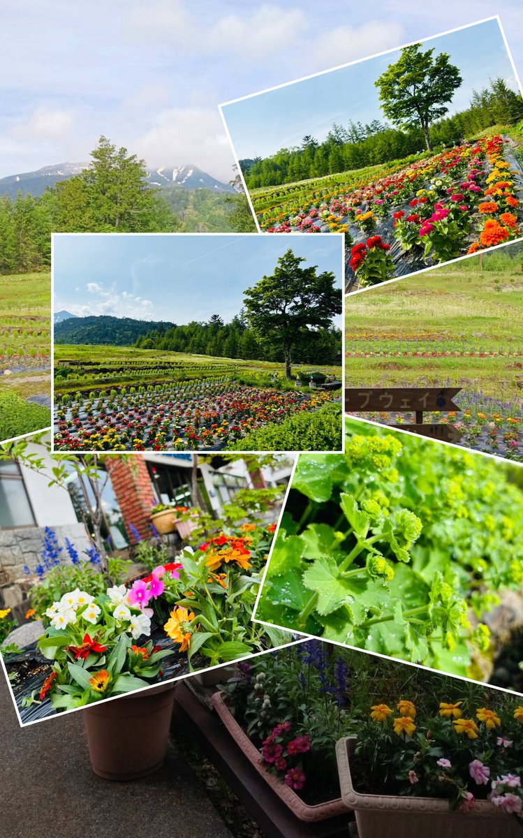 ontakeropeway's tweet photo. 標高1,570mにある｢お花畑｣　苗が植え終わりました。毎年、良い香りを楽しませてくれる｢アルケミラモリス��も大きくなってきました！ワンちゃんも一緒にお散歩できますよ #おんたけロープウェイ   #絶景 #観光 #木曽観光  #展望カフェ #御嶽山   #絶景 #涼しい  #残雪 #お花畑 #高山植物園 https://t.co/E0ymi0WCFC