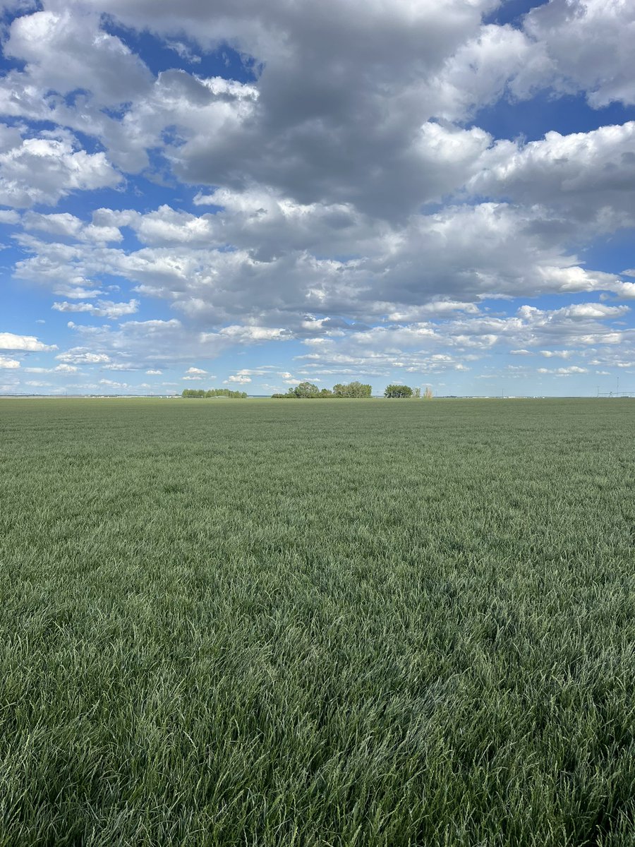 David McGregor (@davidatfmts) on Twitter photo Been a great year so far for grass seed production in southern Alberta! <a href="/FortyMileTS/">Forty Mile Turf Seed</a> Been a great year so far for grass seed production in southern Alberta! <a href="/FortyMileTS/">Forty Mile Turf Seed</a>
