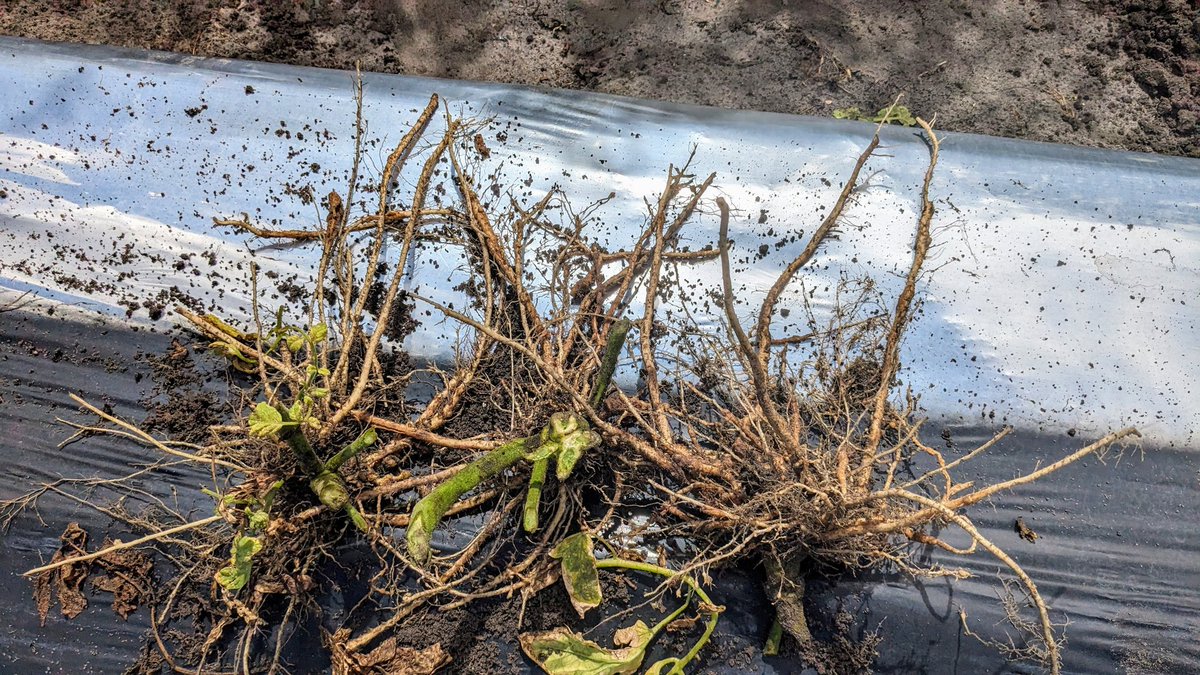 Hung Bui tweet media