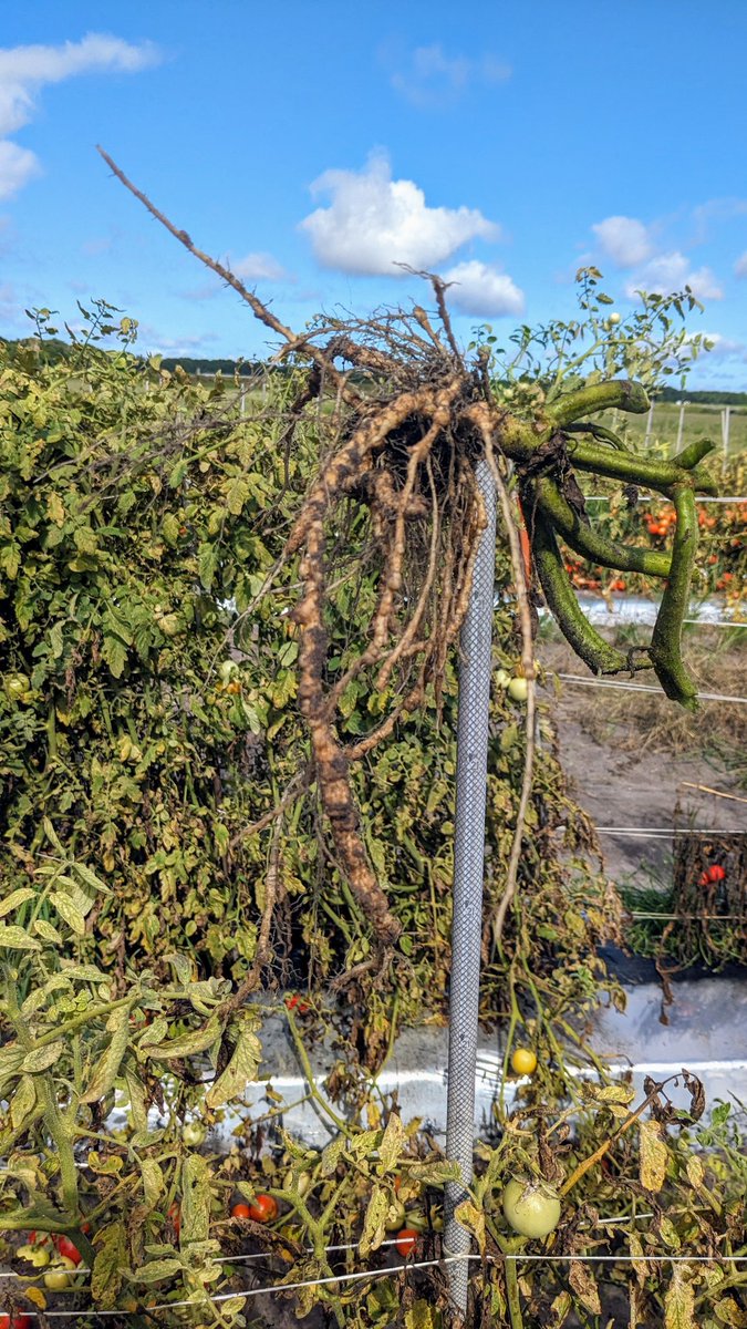 Hung Bui tweet media