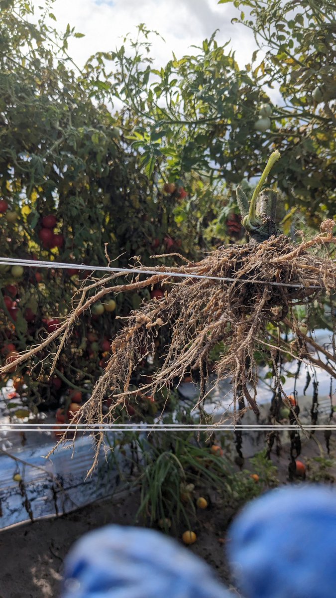 Hung Bui tweet media