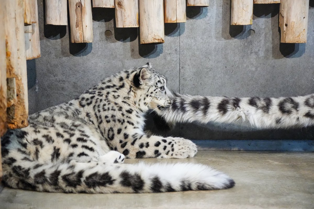 black03_white03's tweet photo. ママのしっぽで綱引き😂

 #いしかわ動物園
 #ユキヒョウ
 #ヒメル https://t.co/RXjrW1O0DJ