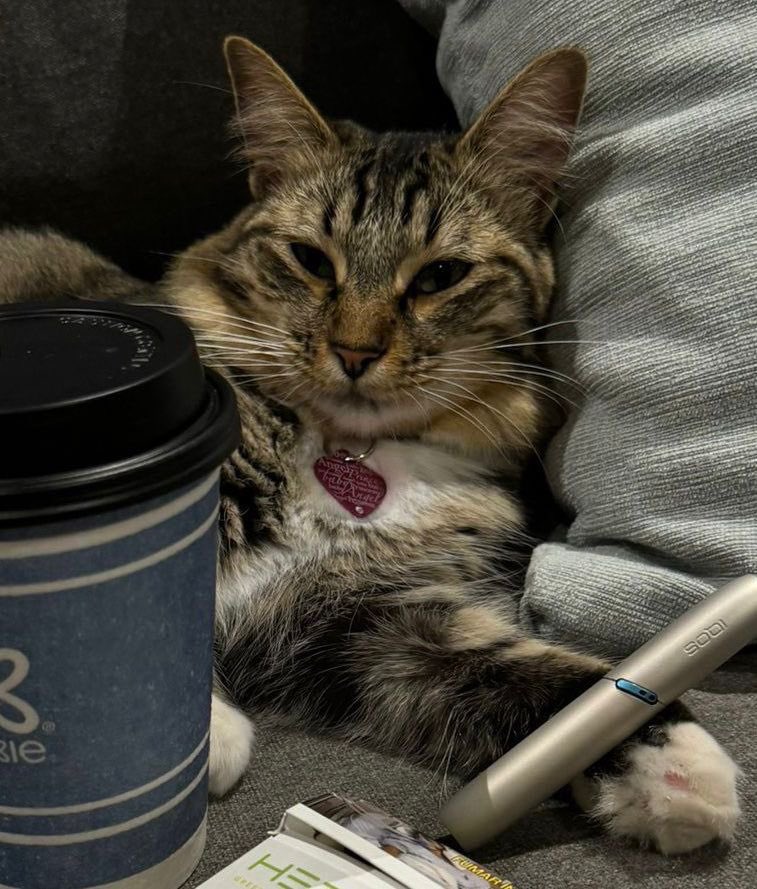 mashacoinsol's tweet photo. $masha. Billionaire cat 

CA:
6kgCV7MoYdNrL693BJoYSZWFhMe9q3nK23bUEQsXpump

Chart: https://t.co/OelfCoesYM

Telegram: https://t.co/xKvax8z5Qt https://t.co/EfkFWgz6GV