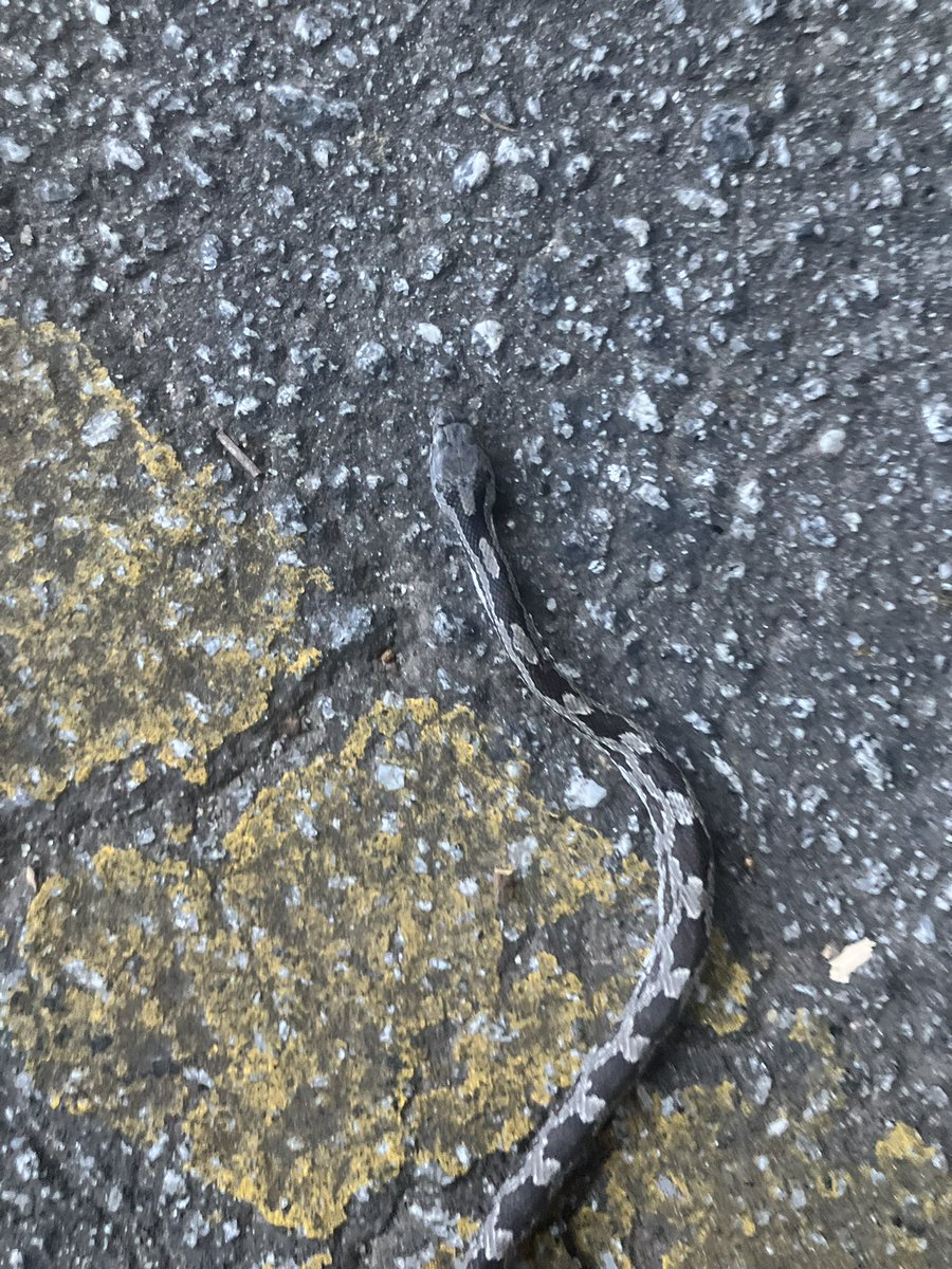 Romeo Dicaprio tweet media