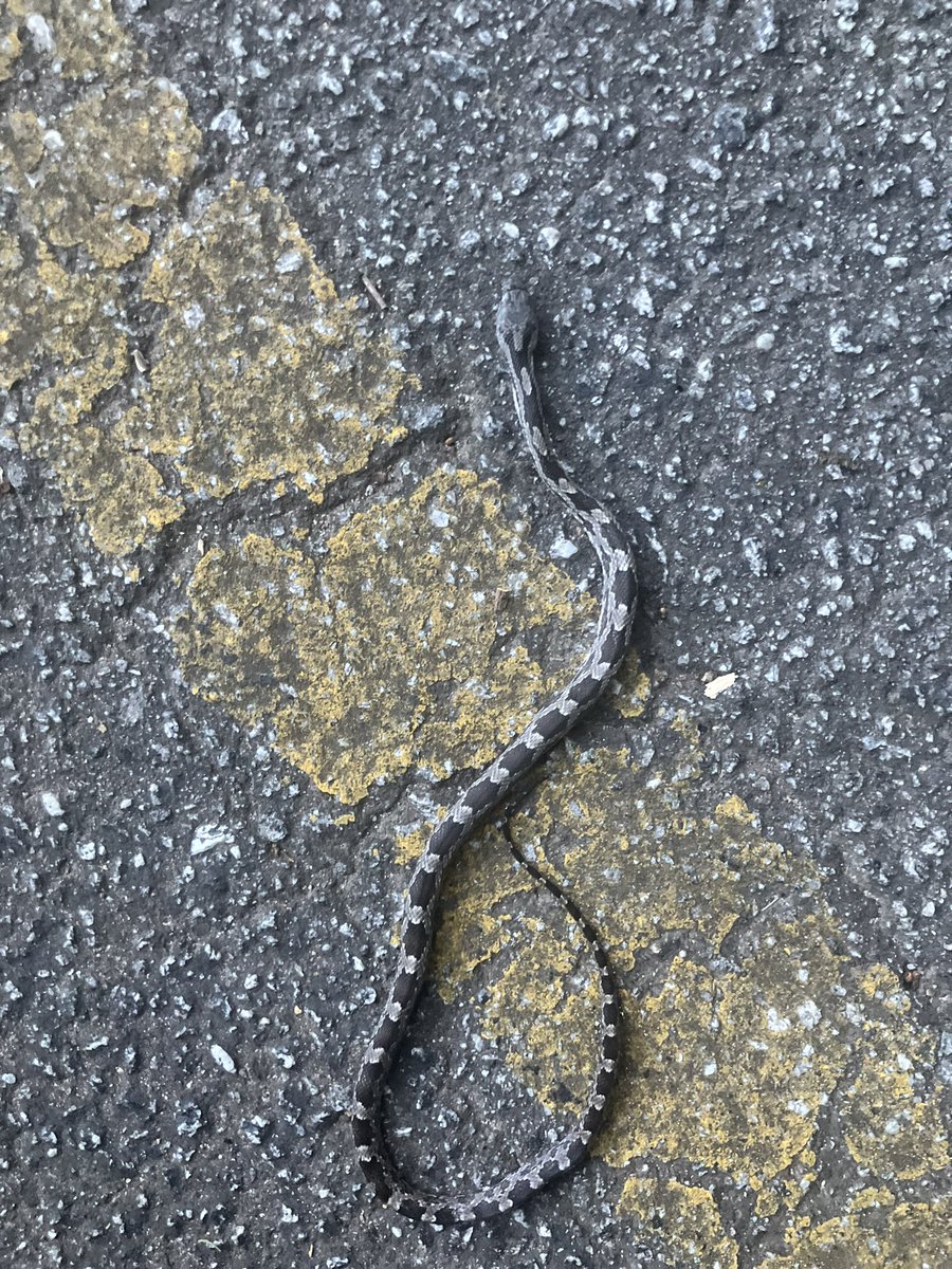 Romeo Dicaprio tweet media