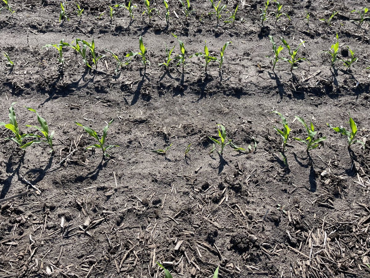 Some Pythium and seedling diseases showing up in NE Iowa nibbling away at corn stands. Not surprising considering the rainfall we’ve seen in that area. Saw it across hybrids and across seed brands. Fields looking pretty good from the road, but need to get out to find the damage!