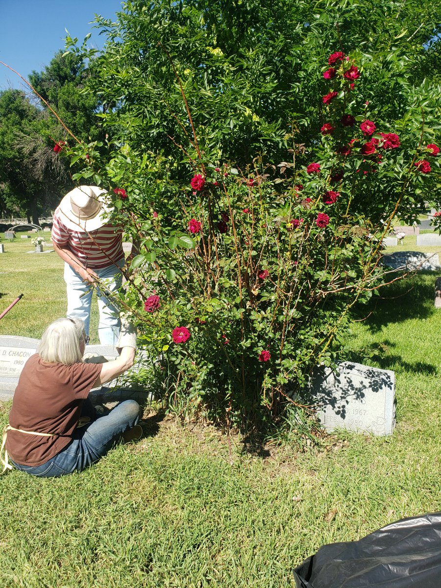 BlanchesPlace's tweet photo. I talk about  cemeteries alot. Just incase you might had me pictured running naked through the tombstones. We are working to save our remaining historic roses. https://t.co/r5iAReeolr https://t.co/ceiQU3chqk