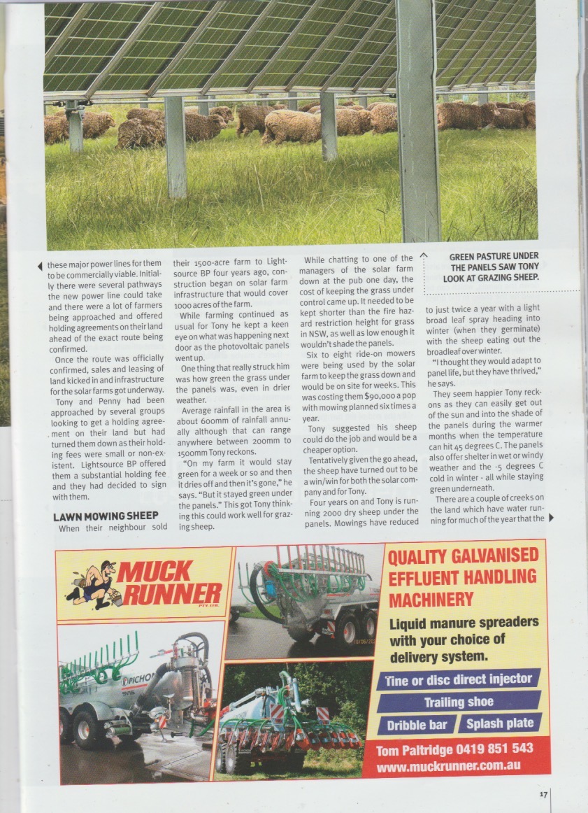 Delwynd1's tweet photo. @JaneCaro Sheep do very well under solar panels. My story on #solarsheep in Aus AgContractor and Large Scale Farmer magazine. https://t.co/XH6vQDMMYW