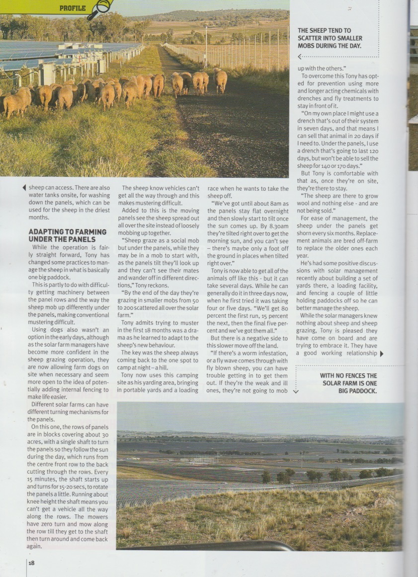 Delwynd1's tweet photo. @JaneCaro Sheep do very well under solar panels. My story on #solarsheep in Aus AgContractor and Large Scale Farmer magazine. https://t.co/XH6vQDMMYW