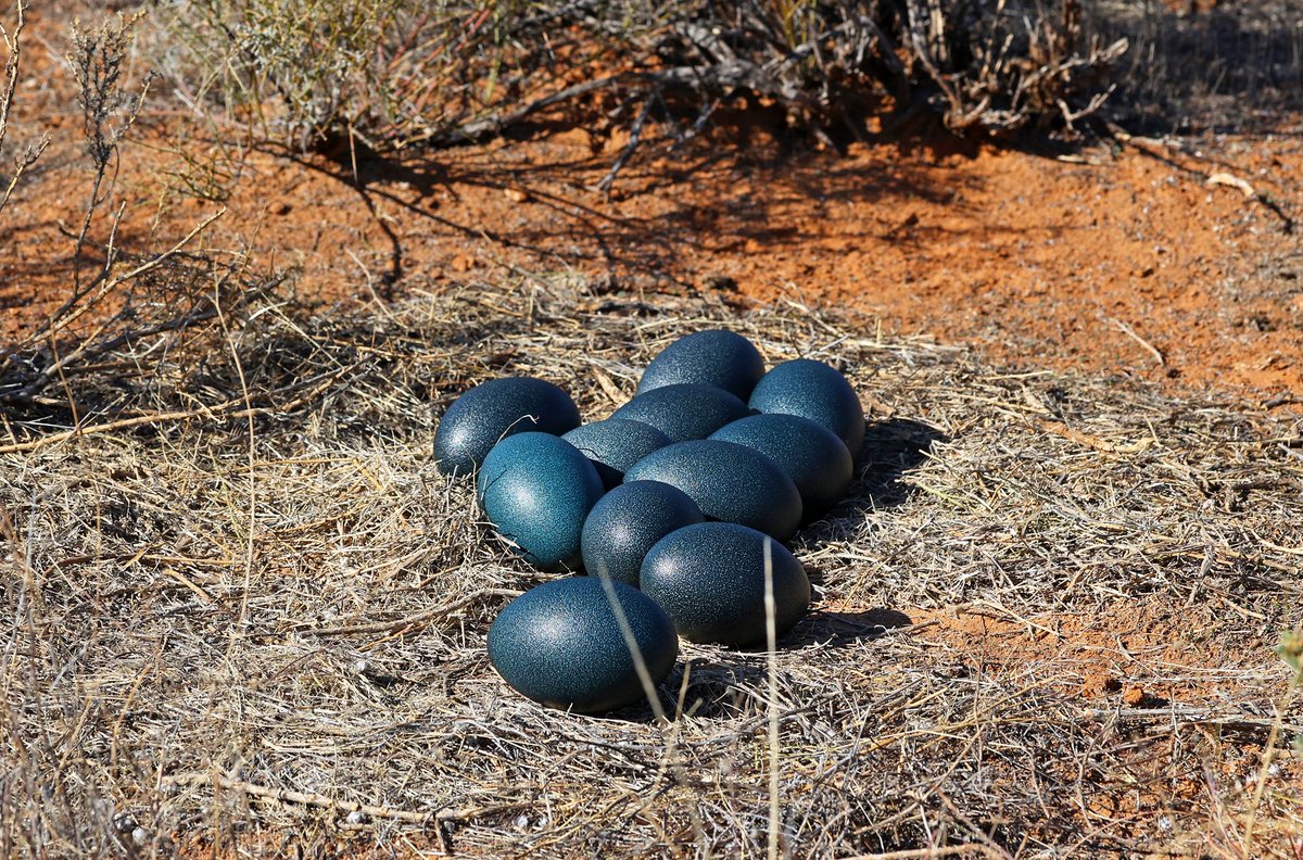 Emu eggs are really beautiful.
The male incubates them - and then looks after the 'stripeys' when they hatch - which I think is entirely democratic and fair 😄
Boolcoomatta Reserve.
<a href="/BushHeritageAus/">Bush Heritage</a> #Boolcoomatta