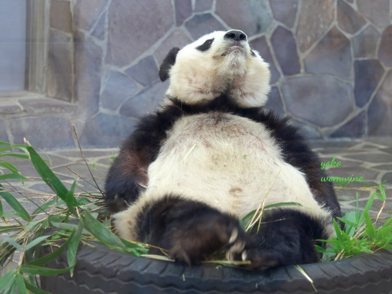ハイッ！休め！！

ゆっくりお休みするのも大事☺

#たんたん
#神戸市王子動物園
#ジャイアントパンダ