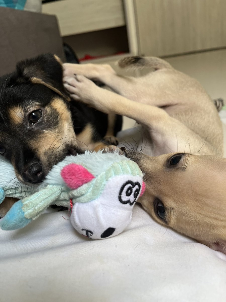 nana1gc's tweet photo. Ahora mismo tengo muchas cosas en mente y poco tiempo porque nos quedamos sin refugio. 

Así que porfa ayúdenme a darlos en adopción porque no tengo tiempo para seguir cuidándolos en casa😔💔 

Primera vacuna✅
Comen concentrado✅
Saben usar tapete de baño✅ 

BAQ https://t.co/QBu2vuvxD3