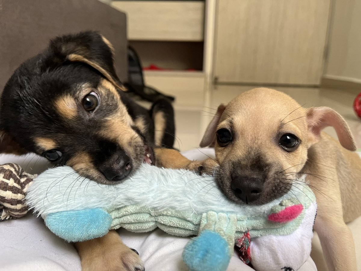 nana1gc's tweet photo. Ahora mismo tengo muchas cosas en mente y poco tiempo porque nos quedamos sin refugio. 

Así que porfa ayúdenme a darlos en adopción porque no tengo tiempo para seguir cuidándolos en casa😔💔 

Primera vacuna✅
Comen concentrado✅
Saben usar tapete de baño✅ 

BAQ https://t.co/QBu2vuvxD3