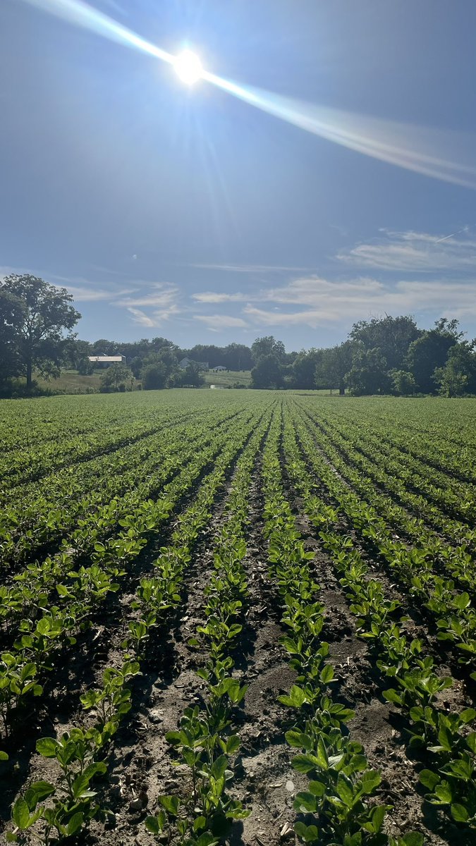 AKientzy's tweet image. Views on the way to feed… #missourisoybeans #mosoy #soybeans