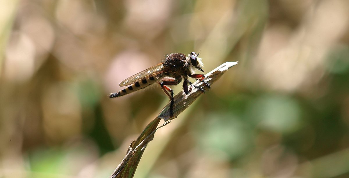 kala61857's tweet photo. Fierce Predator
On a high perch watching for any likely prey. I've watched them catch flying insects too fast for my eye to realize they caught something until they land with the meal
Giant Robber Fly (Promachus hinei)
https://t.co/Ut7r4GFXen
#robberflies #macro #coolbugs https://t.co/beDn87A1Ln