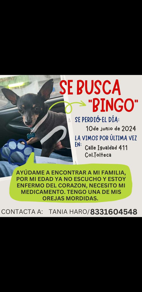 drmapacheS90's tweet photo. Tampico, Tamaulipas  🇲🇽. #BuscandoABingo 
Se ofrece #recompensa  
Nombre: Bingo (Macho).
Edad: Entre 7 - 9 años.
Fecha de pérdida: Lunes 10 de junio de 2024 .
Lugar de pérdida: Colonia Tolteca.
Teléfonos de contacto: 8331604548 - 8332051660 https://t.co/XnnD2mskwc