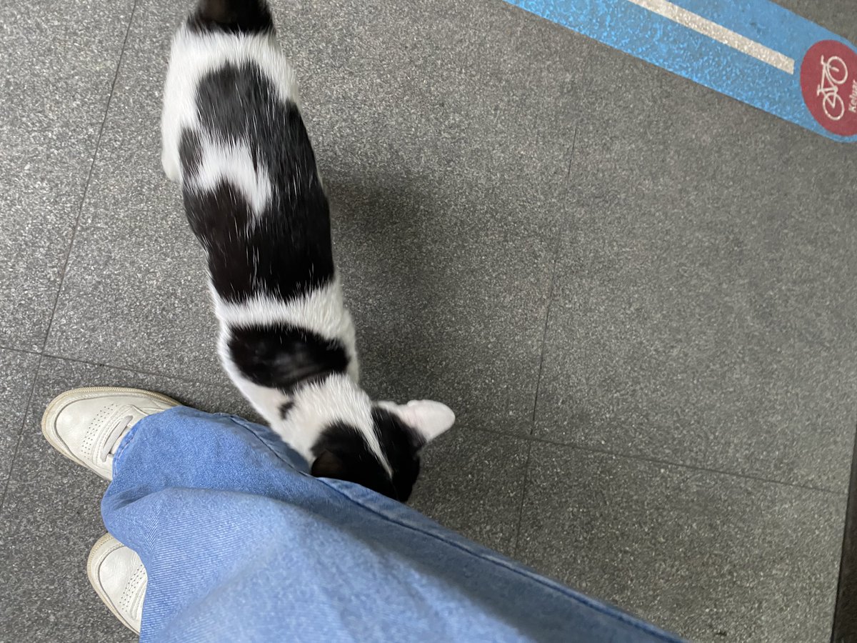 zahwaisl's tweet photo. Tadi di MRT baca tulisan, “Tetep semangat walaupun belum ada yang nyemangatin”

Terus habis turun MRT langsung ada sapi ndusel-ndusel gini 😭🤍 

Allah pasti sebenernya bilang “Ada kok yang nyemangatin kamu. Nih buktinya” https://t.co/IHL1YEcDOL