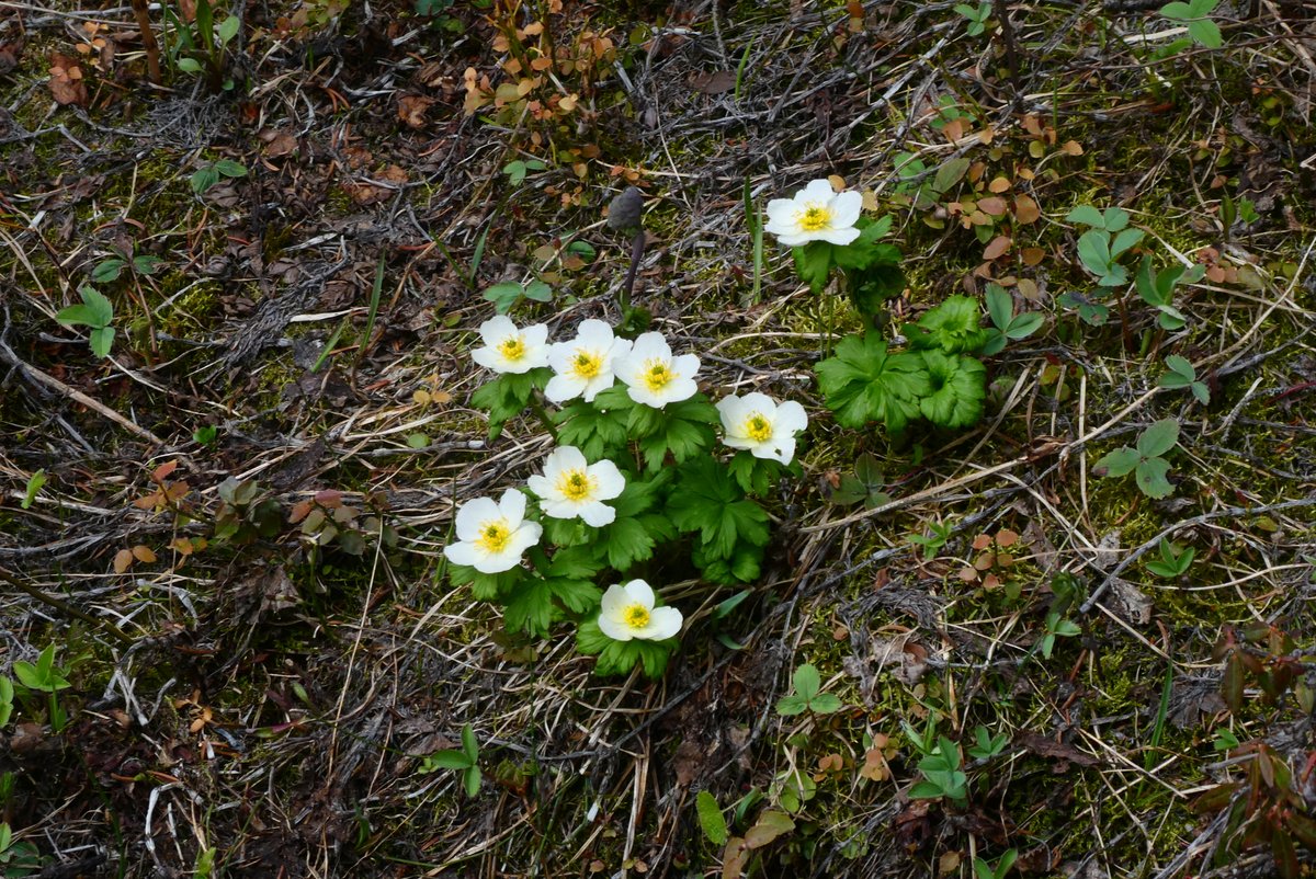 Several plants are early bloomers in the alpine &amp; subalpine. Keep your eyes open for Globeflower as soon as the snows melt. You can find them right now in wet spots in the Chester &amp; Rummel areas! They're our #WednesdayFriendsDay feature!
kananaskis.org/white-globeflo…
