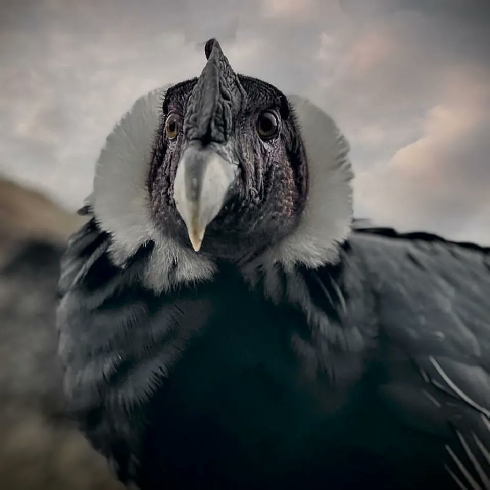 Dgdboficial's tweet photo. Visita al Parque Sierra La Culata, Mifafi (Domo) para verificar la infraestructura y la elaboración de material audiovisual en el marco del Programa de Conservación de Mega Rapaces y Rapaces del Neotrópico a la  especie bandera el Cóndor de los Andes (Vultur gryphus). https://t.co/BHVpdpsisN