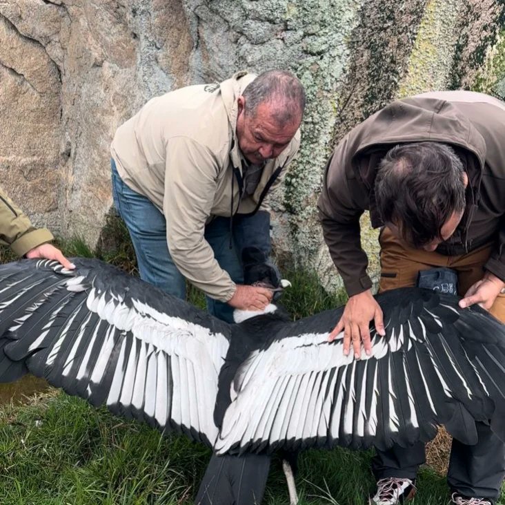 Dgdboficial's tweet photo. Visita al Parque Sierra La Culata, Mifafi (Domo) para verificar la infraestructura y la elaboración de material audiovisual en el marco del Programa de Conservación de Mega Rapaces y Rapaces del Neotrópico a la  especie bandera el Cóndor de los Andes (Vultur gryphus). https://t.co/BHVpdpsisN