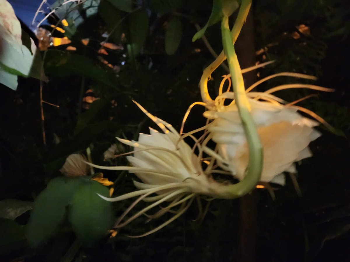 zpecesito's tweet photo. Dios en accion la belleza de estas flores;  justo ahora con estas flores en mi jardin que solo florecen en la noche  y duran esa noche https://t.co/9XSA3YqyhV