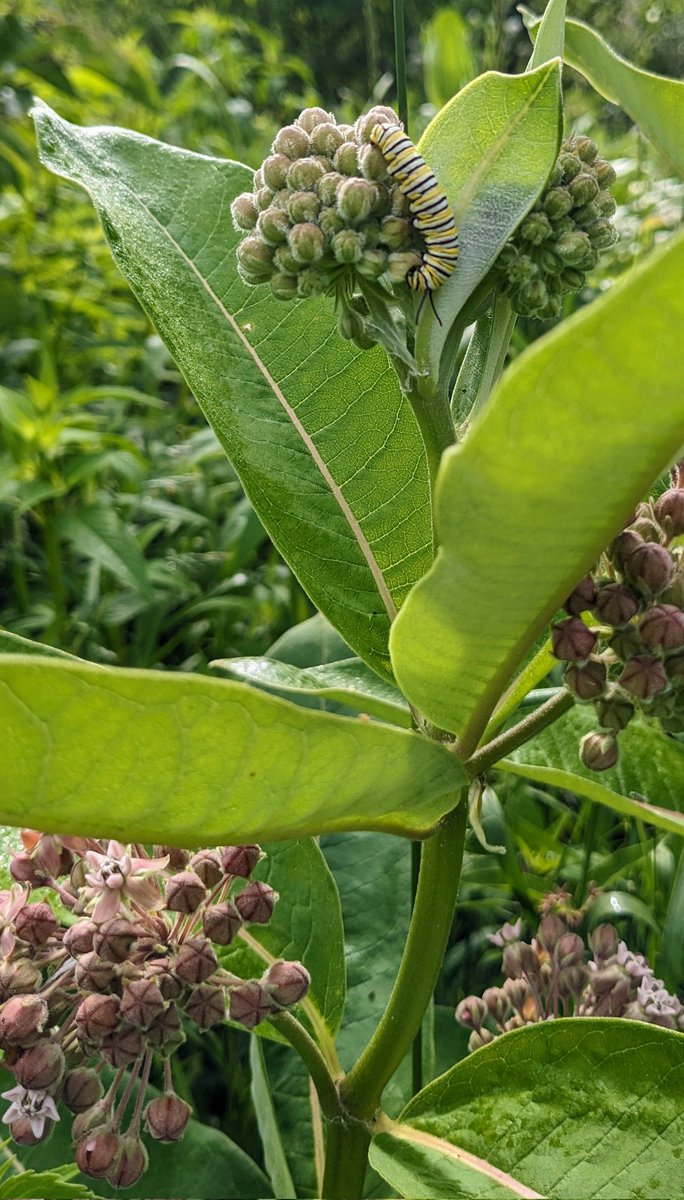 First monarch sighting of the year at the Humber with curious and clever students from #BraeburnJS <a href="/TOES_TDSB/">TOES_TDSB</a> Extra special to be learning at their green space!