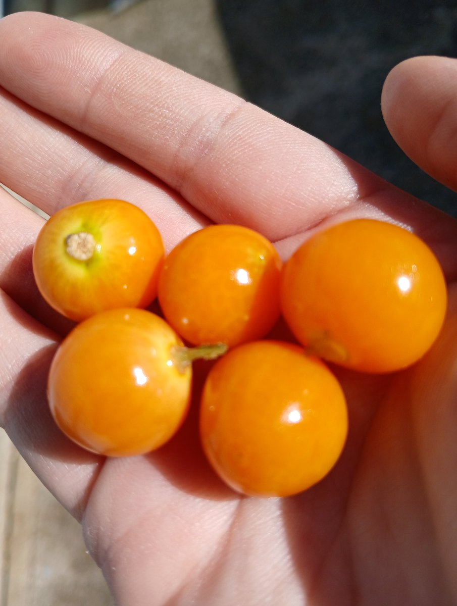 MaraJadeSkywalk's tweet image. Golden Berries from Bogota, Colombia
#SameDayShipping #ThankYou #Amazon