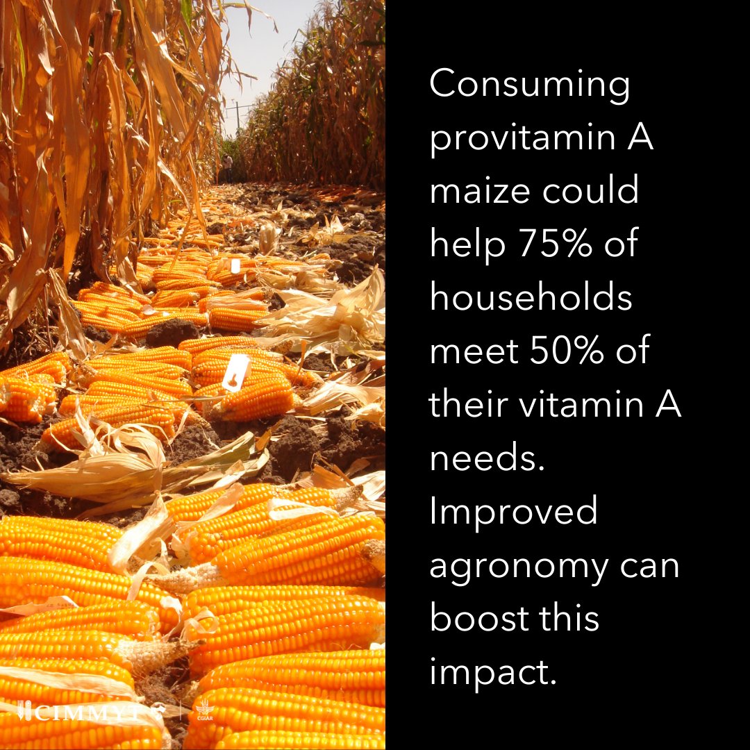 CIMMYT tweet media