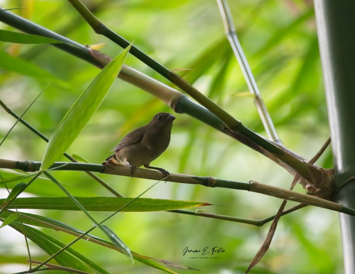 Jerome E. Foster Photography 🇯🇲 🇹🇹 🇱🇨 tweet media