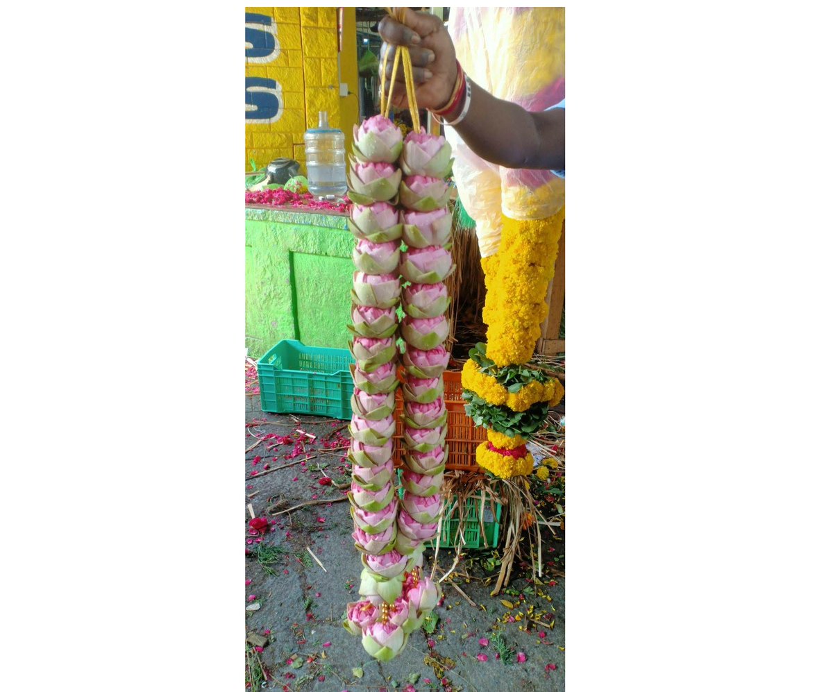 GetFlowersDaily's tweet photo. <!--td {border: 1px solid #cccccc;}br {mso-data-placement:same-cell;}-->🌸✨ Elevate Your Wedding Ceremony with Fresh Lotus Garlands in Bangalore! 🎊
🌐 Visit our website:[https://t.co/EIwtKAa4in]
#FreshLotusGarland #BangaloreWeddings #ElegantDecor #DivineBlessings #WeddingFloral https://t.co/QHVhXI3PoU