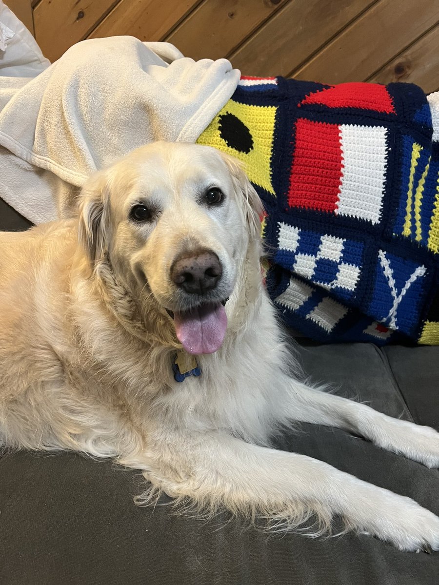 JenniferHogan1's tweet photo. @DannyDeraney Aww, she’s such a cutie! 🥰 Poseidon is a happy guy after his walk tonight https://t.co/WNK7XCUD2R