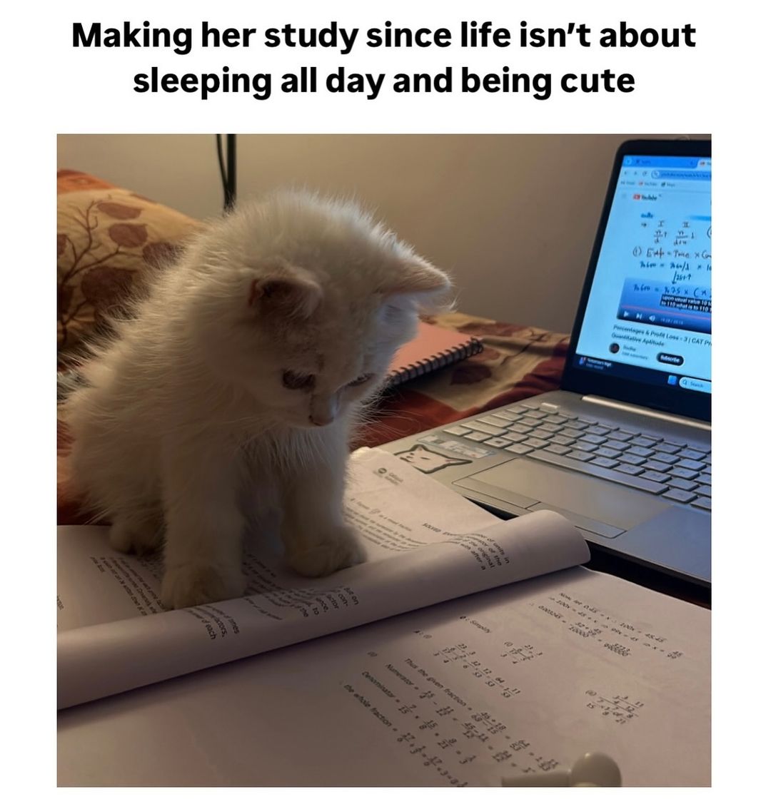Catsillyness's tweet photo. https://t.co/NwwzhXkJif