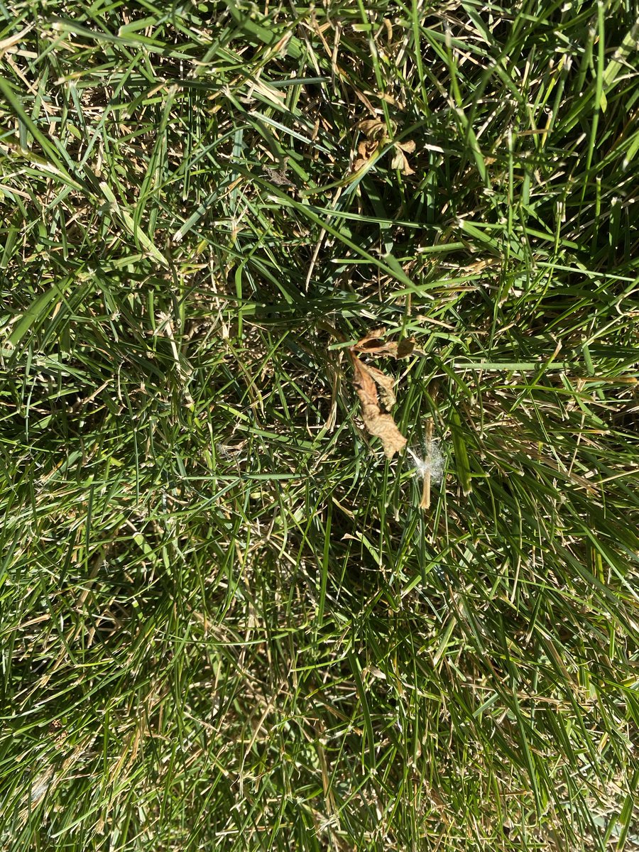 TurfSpartanLord's tweet photo. Pretty impressive 24 hour results in a home trial of a soon to market @NufarmUSTurf offering. Fast, selective control at 1.5oz/1000sqft
#PremiumFormulations #GreatResults https://t.co/z5R63EqK5Y
