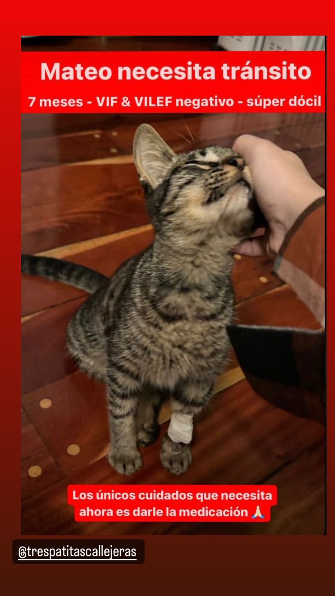 Mateo necesita transito porque se le esta por terminar el que tiene. Es MUY mimosin.
Bs.As- ZONA NORTE