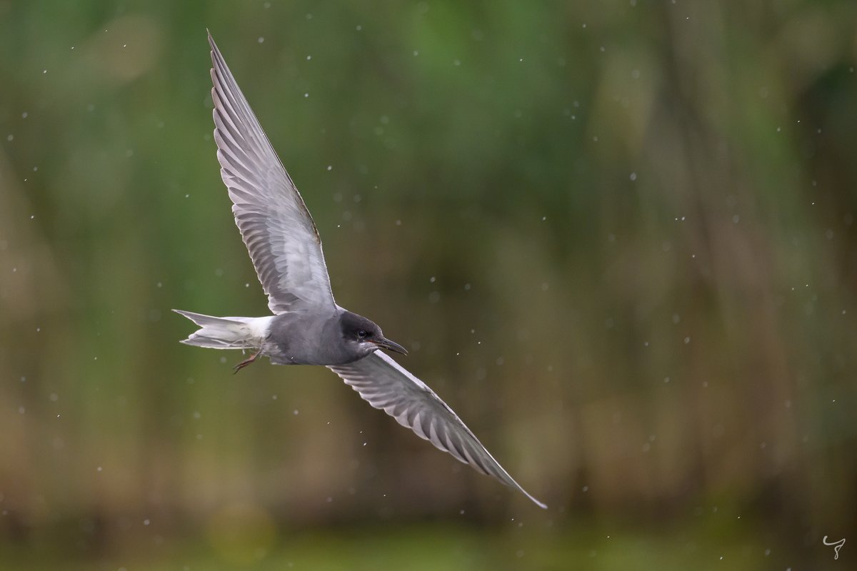 JongejanPhoto's tweet photo. Een zwarte stern tijdens een van de vele regenbuien van de afgelopen dagen. Een beetje afzien levert wel mooie plaatjes op :). #cameramee #vogelfotografie @vogelnieuws https://t.co/UfxHJXL3bk