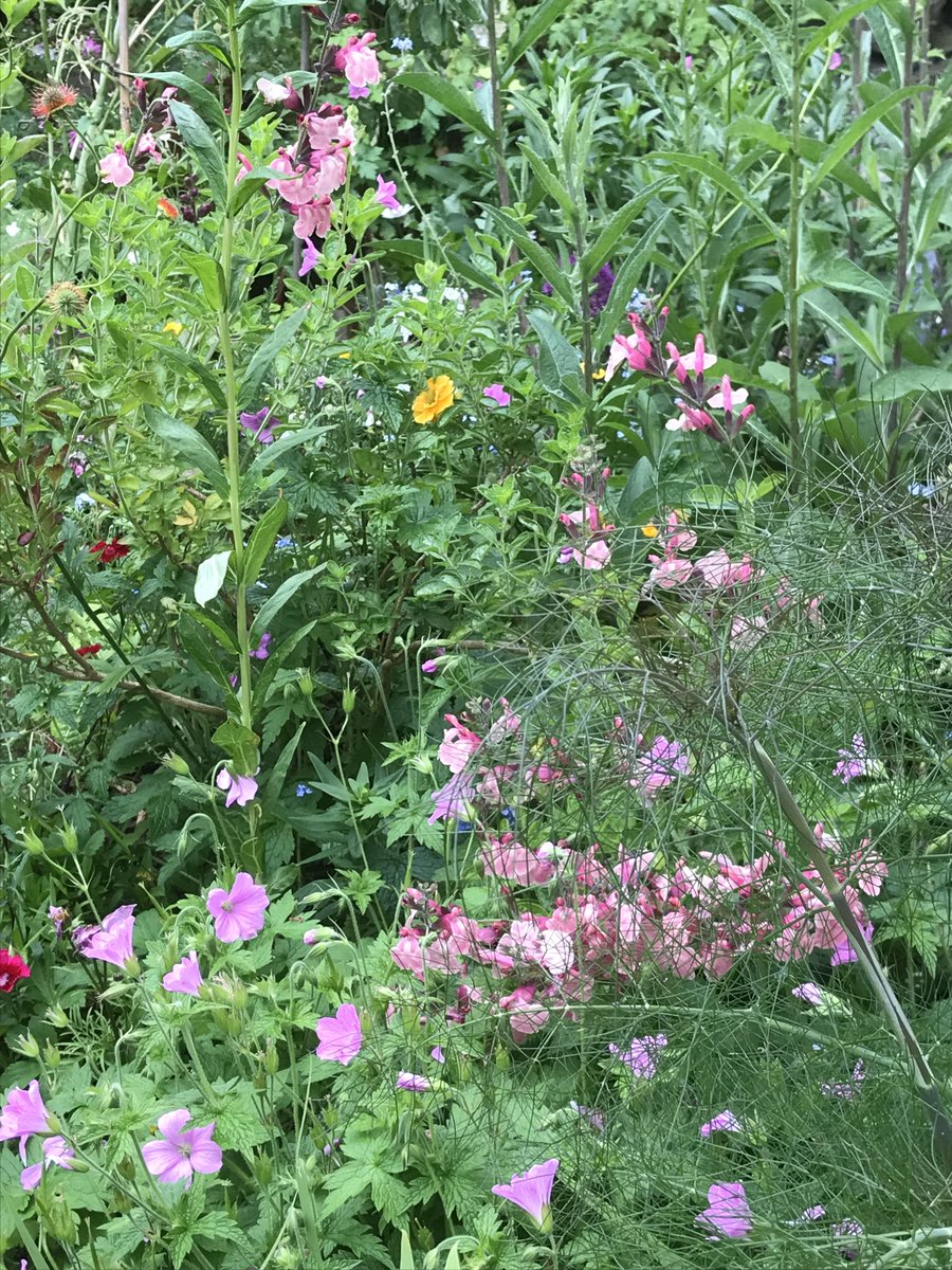 helen21206699's tweet photo. Good morning from my little #cottage #garden #salvias #cranesbill #geraniums #geums and more https://t.co/w6S5GD9pHM