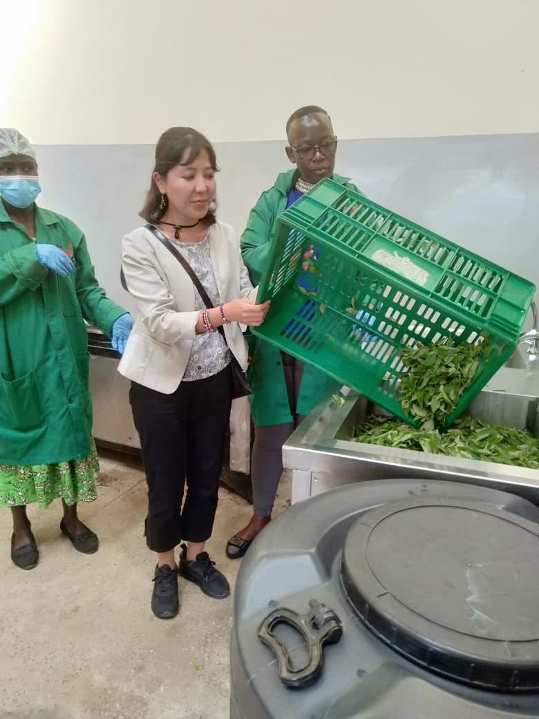 IRENGrowthpad's tweet image. It was great to host Kakamega County Investment &amp;amp; Development Agency and a team from JICA Kenya at our site on matters processing African Indigenous veggies as a key agricultural value chain to enhance food security, nutrition &amp;amp; job creation #Valuechaindevelopment #chakulachetu