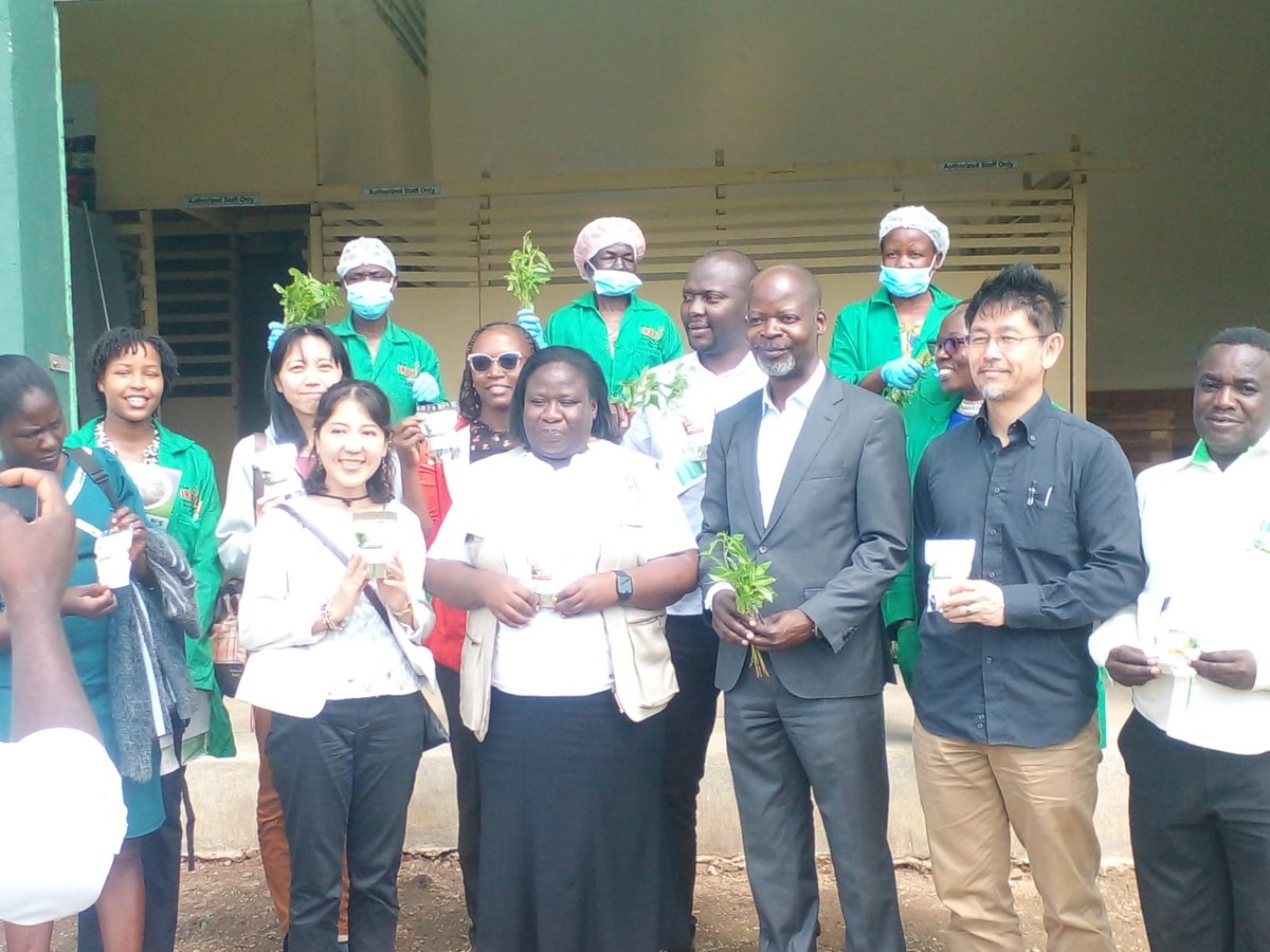 IRENGrowthpad's tweet image. It was great to host Kakamega County Investment &amp;amp; Development Agency and a team from JICA Kenya at our site on matters processing African Indigenous veggies as a key agricultural value chain to enhance food security, nutrition &amp;amp; job creation #Valuechaindevelopment #chakulachetu
