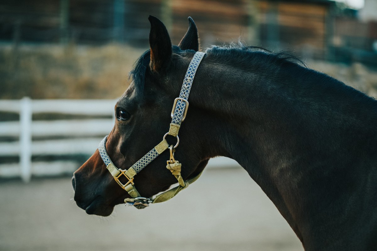 2horsetack's tweet photo. $10 Beta Biothane Trail Reins with Royal Blue Super Grip - 5 foot per side 10 foot overall with Snaps on Bit Ends
https://t.co/Iu3L9KDcm5...
If the item is not visible it means it has sold out. Don't miss our other listings!
 #BiothaneBridle    #HalterBridle  #bithangers https://t.co/yfpWMc12DT