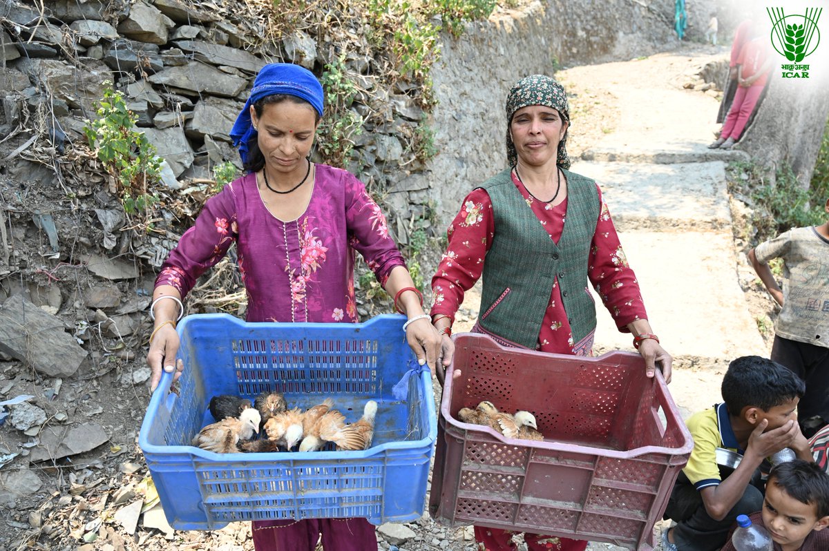 To enhance #livelihood security and #income generation, #ICAR-IISWC distributed #Vanaraja chicks to 30 families in #rural villages: Kolhar, Somaya, Kofti, &amp; Sundaraiya.
Details here: icar.org.in/node/21005
<a href="/PMOIndia/">PMO India</a> <a href="/ChouhanShivraj/">Shivraj Singh Chouhan</a> <a href="/mpbhagirathbjp/">Bhagirath Choudhary</a> <a href="/MoRD_GoI/">Ministry of Rural Development, Government of India</a> <a href="/AgriGoI/">Agriculture INDIA</a> <a href="/mygovindia/">MyGovIndia</a>