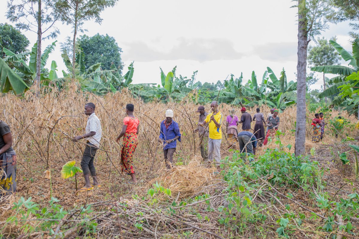 iita_Bdi's tweet photo. Succès retentissant pour le projet #AIDI Great Lakes! Les bénéficiaires et les partenaires saluent l'impact positif du projet dans les systemes semenciers des haricots, patates douces à chair orange, riz et la fabrication des blocs à lécher pour le bétail.
@USAID https://t.co/mPPCXvlUbA