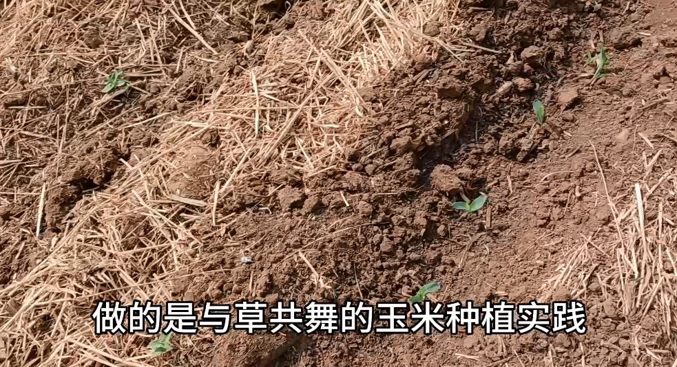 Zhou_jinfeng's tweet photo. Recently, Mr. WANG Yanjing, the head of the Siyuan #Ecosite of @CBCGDF_China , told #CBCGDFMedia that the corn "dancing with grass" has sprouted in the Ecosite.
https://t.co/4x4d1DPuXA https://t.co/VohSdkRQBr