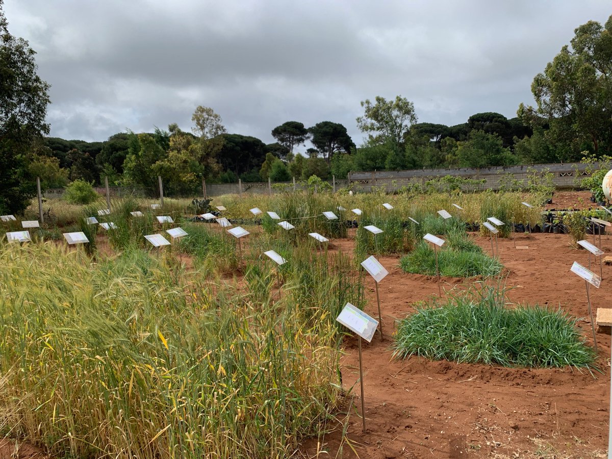 Cornelia Rumpel tweet media