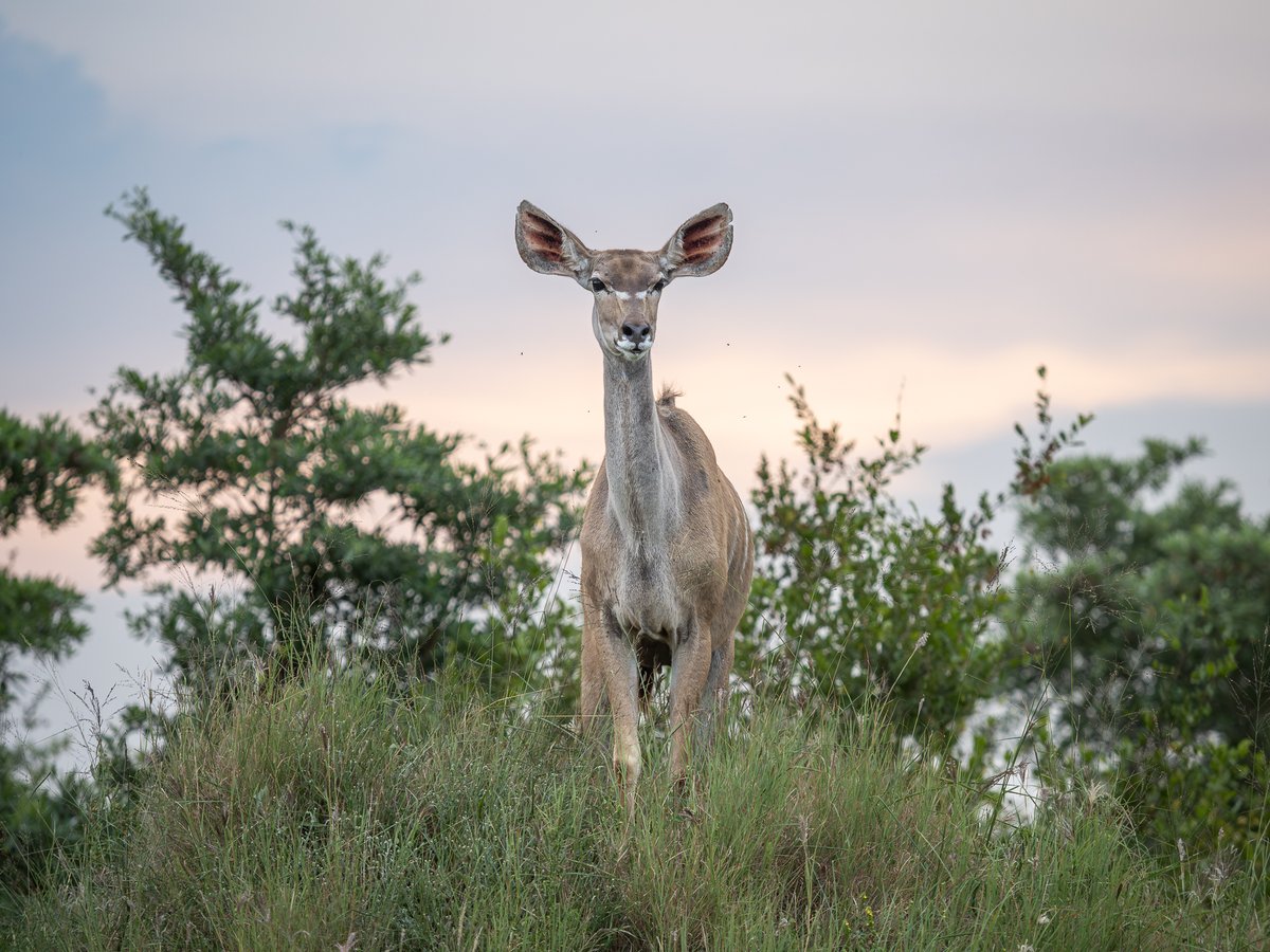 JockSafari tweet picture