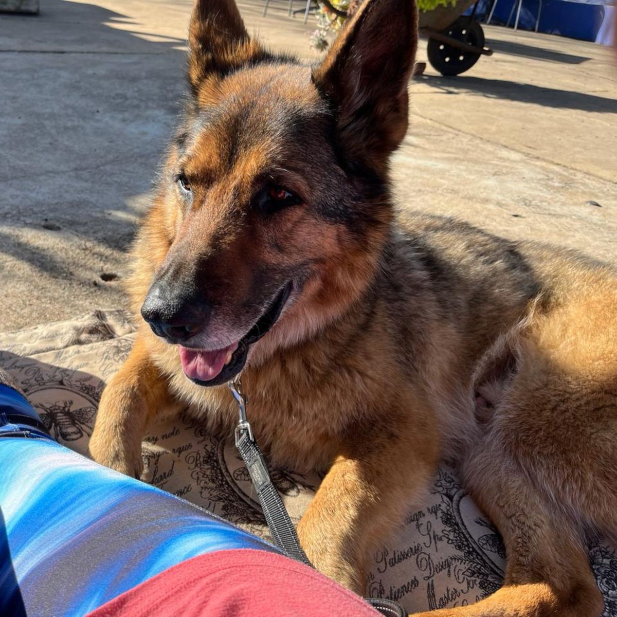 Having a dog of my own with hip dysplasia, I have been travelling the road of conservative management for the last 7 years. In the last few month's nothing I do is working, and I needed to start finding new options to add to my toolbox, to manage flare-ups
onlinepethealth.com/what-you-need-…