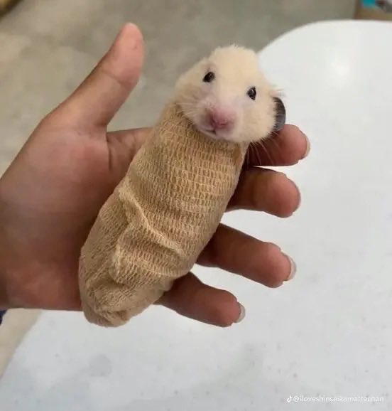 hamster tweet media
