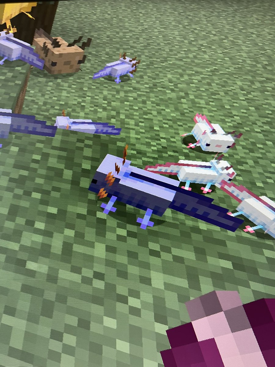 BaruthIdo66191's tweet photo. @Minecraft I got also the blue axelotel and a screaming goat https://t.co/ovfJ2T7YaU