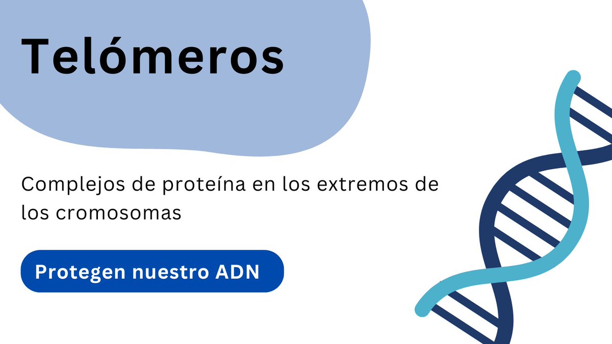 IreCampos9's tweet photo. ¿Sabías que existe un complejo de ADN microscópico que te protege del envejecimiento? Sí, como lo lees, estamos hablando de los telómeros. #HiloTesis @RedDivulga, @filarramendi, @UniversidadMH https://t.co/omuVlOeFcq