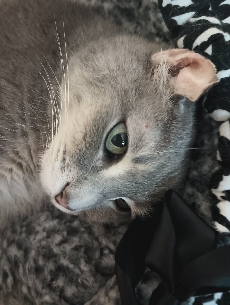SalonTaphophile's tweet photo. Just cos I'm not on bird app too often here is Electra, our cat! https://t.co/Kzdn44SVOz